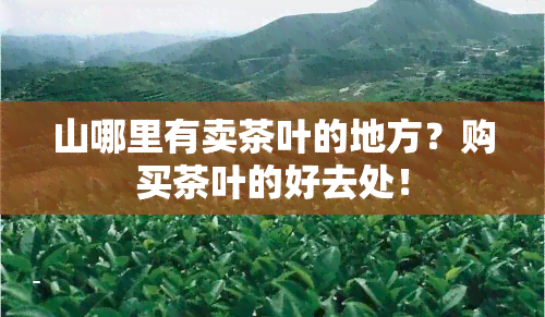 山哪里有卖茶叶的地方？购买茶叶的好去处！