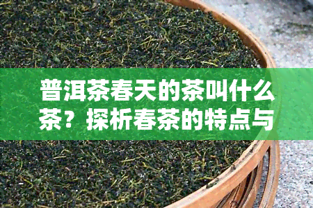 普洱茶春天的茶叫什么茶？探析春茶的特点与分类