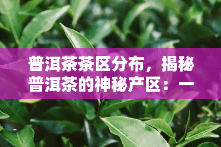 普洱茶茶区分布，揭秘普洱茶的神秘产区：一图读懂普洱茶茶区分布