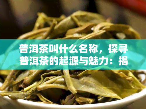 普洱茶叫什么名称，探寻普洱茶的起源与魅力：揭开其神秘面纱的名称解析