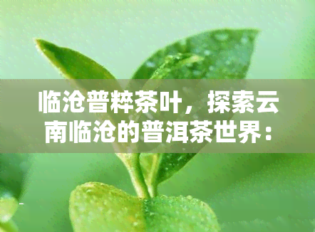 临沧普粹茶叶，探索云南临沧的普洱茶世界：走进普粹茶叶