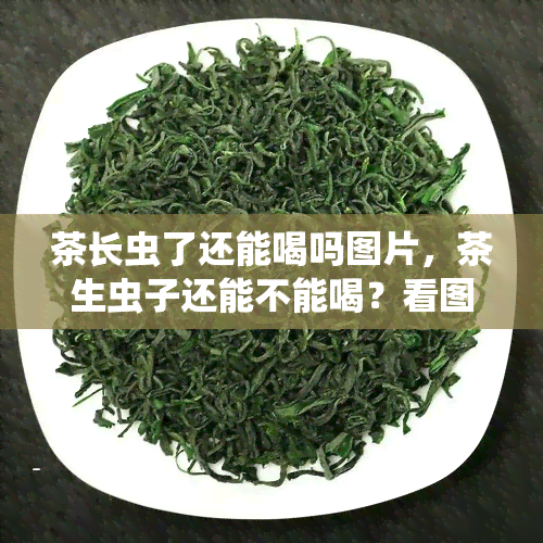 茶长虫了还能喝吗图片，茶生虫子还能不能喝？看图了解真相！