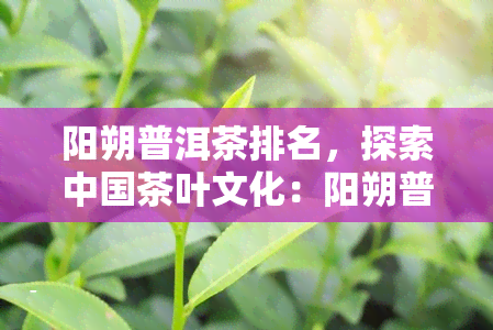 阳朔普洱茶排名，探索中国茶叶文化：阳朔普洱茶排名解析