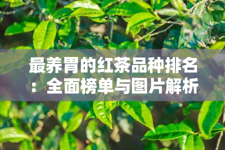 最养胃的红茶品种排名：全面榜单与图片解析