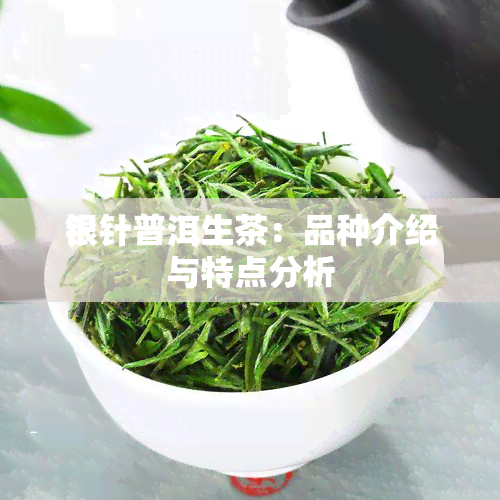 银针普洱生茶：品种介绍与特点分析