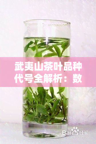 武夷山茶叶品种代号全解析：数字与含义一览