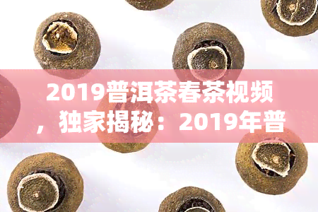 2019普洱茶春茶视频，独家揭秘：2019年普洱茶春茶采摘过程全记录视频！