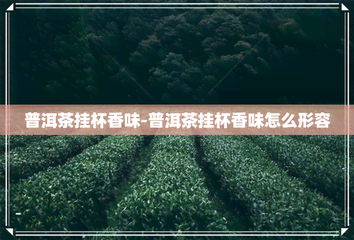 普洱茶挂杯香味-普洱茶挂杯香味怎么形容