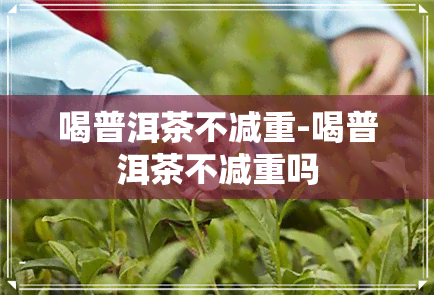 喝普洱茶不减重-喝普洱茶不减重吗