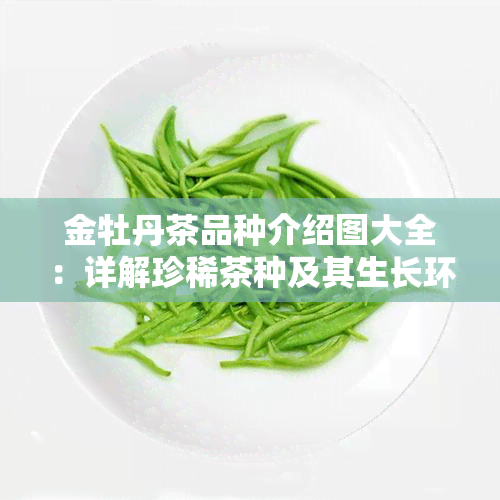 金牡丹茶品种介绍图大全：详解珍稀茶种及其生长环境