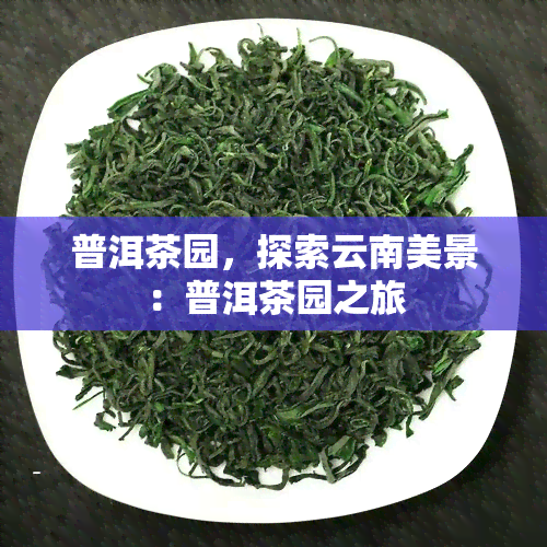 普洱茶园，探索云南美景：普洱茶园之旅