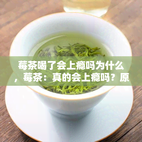 莓茶喝了会上瘾吗为什么，莓茶：真的会上瘾吗？原因解析