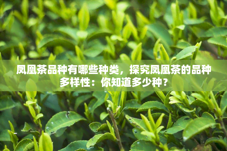 凤凰茶品种有哪些种类，探究凤凰茶的品种多样性：你知道多少种？