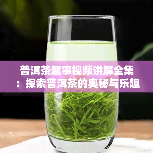 普洱茶趣事视频讲解全集：探索普洱茶的奥秘与乐趣