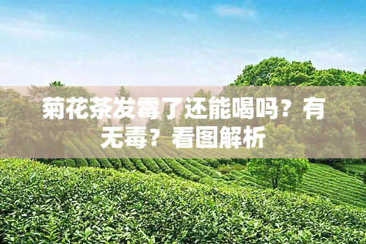 菊花茶发霉了还能喝吗？有无？看图解析