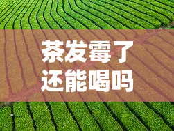 茶发霉了还能喝吗？普洱茶发霉了是否能饮用？