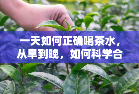 一天如何正确喝茶水，从早到晚，如何科学合理地喝茶？