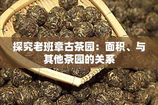 探究老班章古茶园：面积、与其他茶园的关系