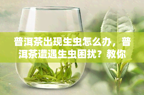 普洱茶出现生虫怎么办，普洱茶遭遇生虫困扰？教你应对方法！