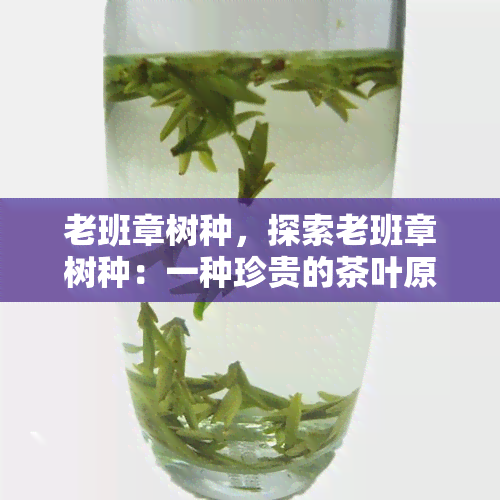 老班章树种，探索老班章树种：一种珍贵的茶叶原料