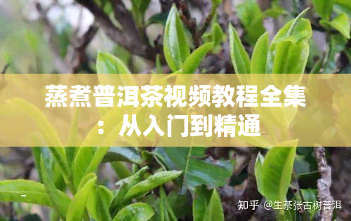 蒸煮普洱茶视频教程全集：从入门到精通