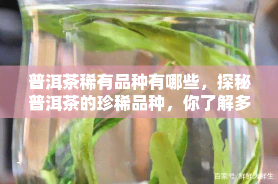 普洱茶稀有品种有哪些，探秘普洱茶的珍稀品种，你了解多少？