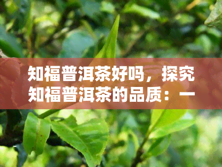 知福普洱茶好吗，探究知福普洱茶的品质：一份详细的评估报告