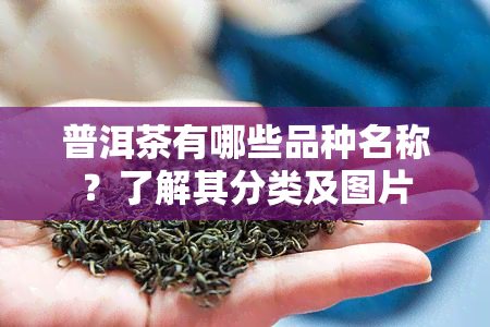 普洱茶有哪些品种名称？了解其分类及图片