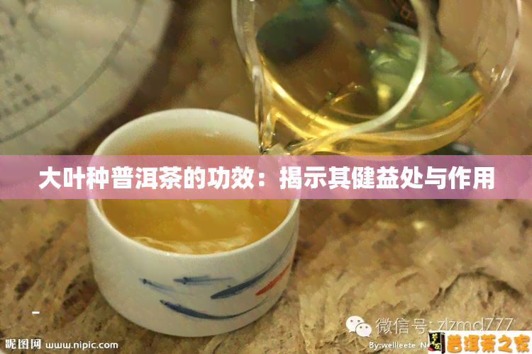 大叶种普洱茶的功效：揭示其健益处与作用