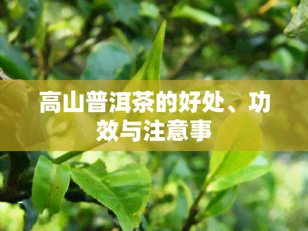 高山普洱茶的好处、功效与注意事