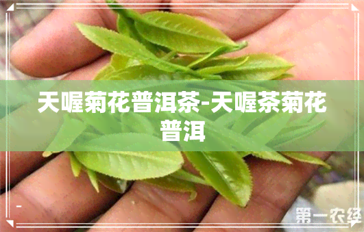 天喔菊花普洱茶-天喔茶菊花普洱