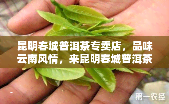 昆明春城普洱茶专卖店，品味云南风情，来昆明春城普洱茶专卖店体验正宗普洱茶！