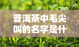 普洱茶中毛尖叫的名字是什么？详解其特性和分类