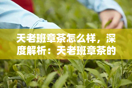 天老班章茶怎么样，深度解析：天老班章茶的品质与口感