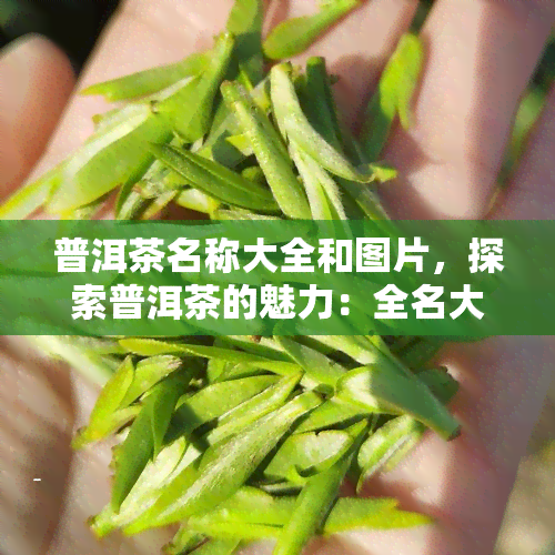 普洱茶名称大全和图片，探索普洱茶的魅力：全名大公开与精美图片展示