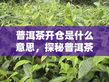 普洱茶开仓是什么意思，探秘普洱茶开仓：了解这一独特茶文化的含义与意义