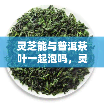 灵芝能与普洱茶叶一起泡吗，灵芝和普洱茶可以一起泡吗？