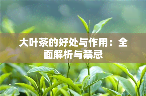 大叶茶的好处与作用：全面解析与禁忌