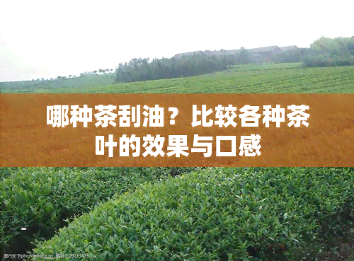 哪种茶刮油？比较各种茶叶的效果与口感