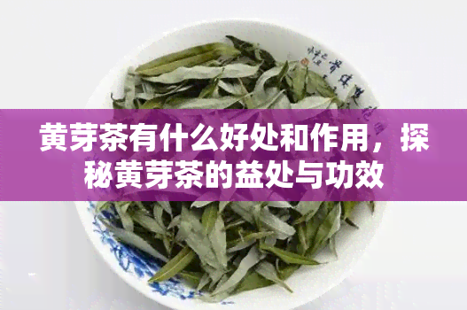 黄芽茶有什么好处和作用，探秘黄芽茶的益处与功效