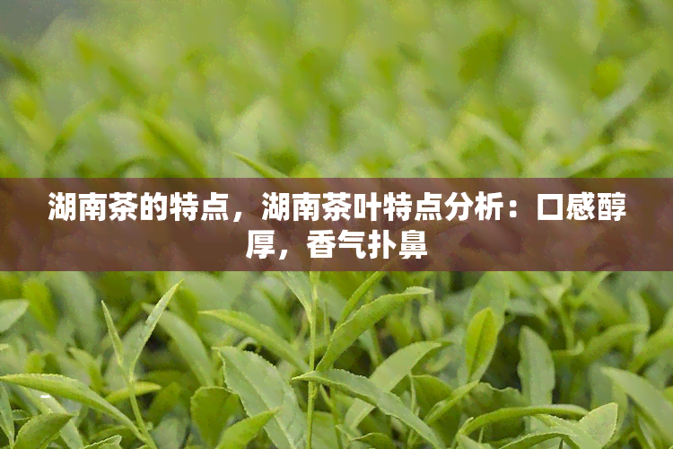 湖南茶的特点，湖南茶叶特点分析：口感醇厚，香气扑鼻