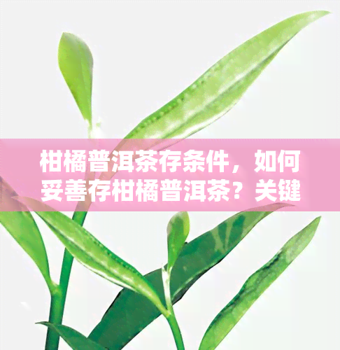 柑橘普洱茶存条件，如何妥善存柑橘普洱茶？关键条件不可忽视！