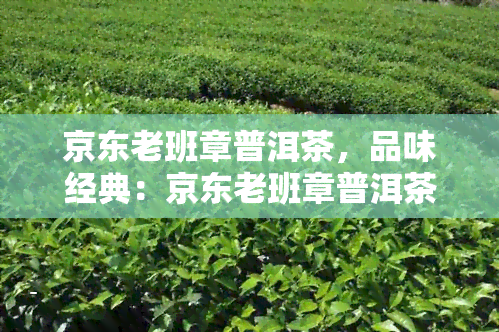 京东老班章普洱茶，品味经典：京东老班章普洱茶的魅力探究