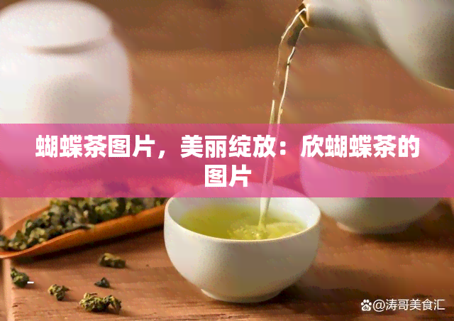 蝴蝶茶图片，美丽绽放：欣蝴蝶茶的图片