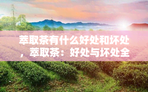 萃取茶有什么好处和坏处，萃取茶：好处与坏处全解析