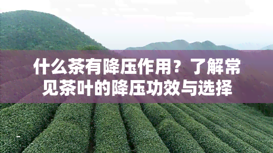 什么茶有降压作用？了解常见茶叶的降压功效与选择