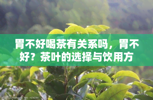 胃不好喝茶有关系吗，胃不好？茶叶的选择与饮用方式可能影响你的健！