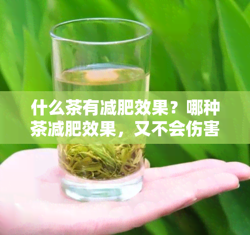 什么茶有减肥效果？哪种茶减肥效果，又不会伤害身体健？