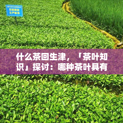 什么茶回生津，「茶叶知识」探讨：哪种茶叶具有的回生津效果？