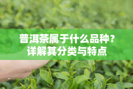 普洱茶属于什么品种？详解其分类与特点